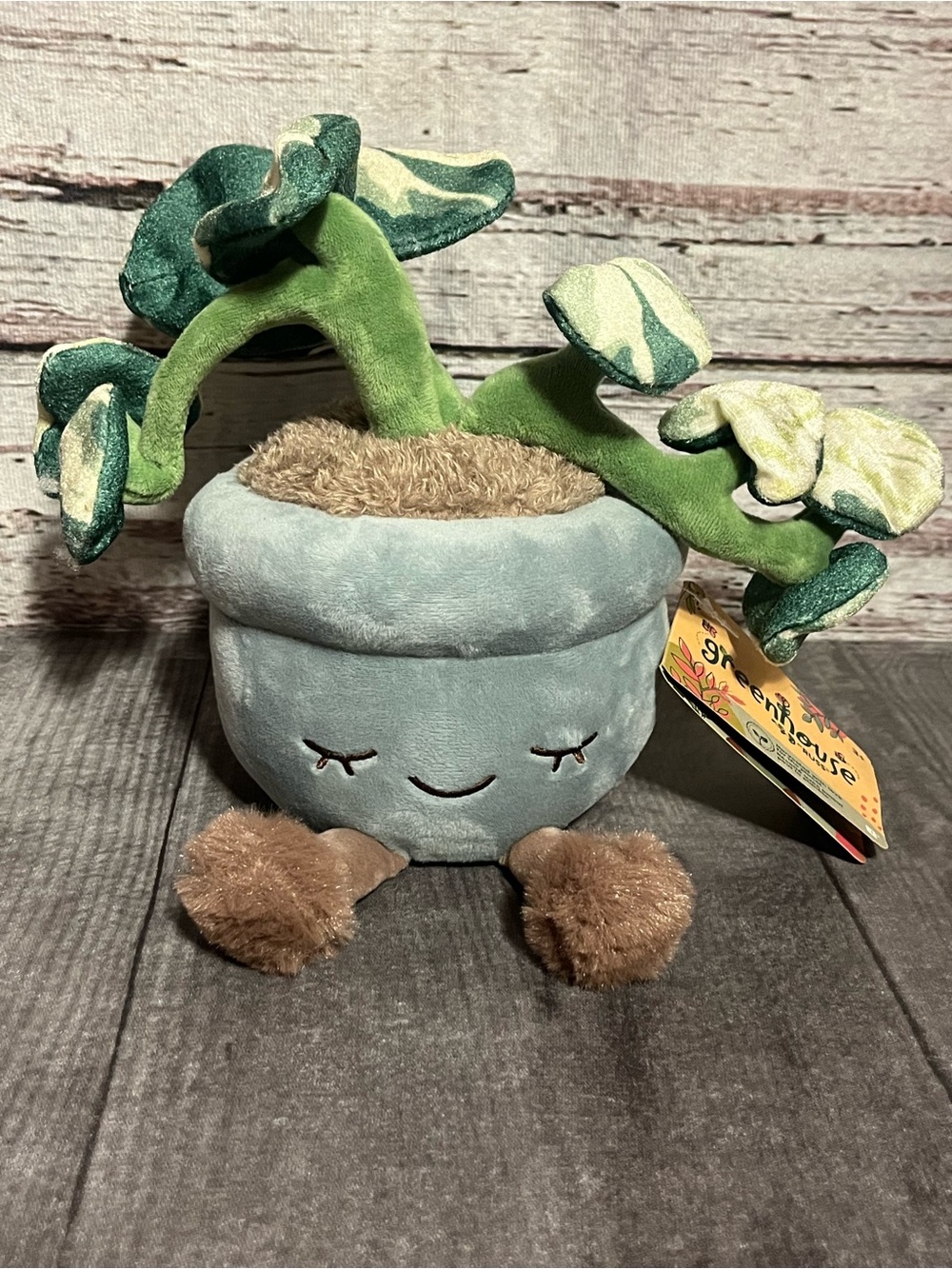 New! greenhouse by RUSS pothos planter “Chloe”